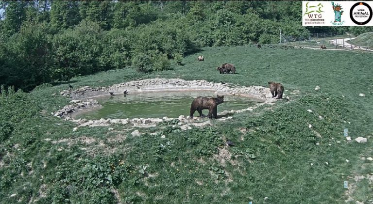 Webcam Sanctuarul de ursi Zarnesti